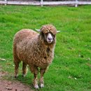 포니랜드 이미지