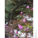 진달래세탁소 이미지