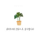 천안고양이 분양 퍼스트캣 본점 이미지
