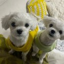 살롱드멍뭉 이미지