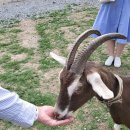 윤기목장 이미지