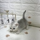 오독안심분양센터 강아지분양 고양이분양 목동점 네이버블로그