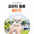프렌즈도그 미용실 광주 서구점 | [프렌즈도그애견미용실]소형 강아지 종류 말티즈 특징과 성격 알고 키우기