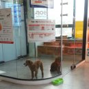 노엘동물병원 이미지