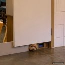 멜로우 밀(Mellow Meal) 이미지