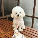 멈므 | 울산 강아지 케이크 잘하는 멈므