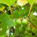 자연농장 이미지