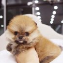 The 쇼독 이미지