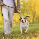 강아지산책 이미지