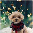 도그 살롱초코 이미지