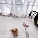 강아지분양 올리펍스 강남점 이미지