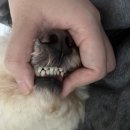 강남예치과동물병원 이미지