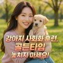 비트켄넬 | 강아지 사회화 훈련 골든타임, 지금이 바로 타이밍이에요!