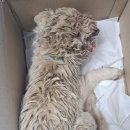 수원시동물보호센터 동물병원 이미지