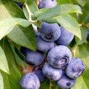 블루베리 이미지