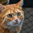 개청순한고양이 이미지