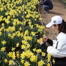 2025-03-31(월)무창포 신비의 바닷길 열리는날-쭈꾸미축제-유기방가옥 수선화축제05 이미지