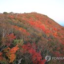 단풍 이미지