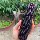 선향농장 이미지