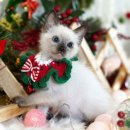 달루나캣츠 고양이전문 평택점 이미지