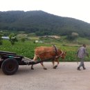 달구지마을 이미지