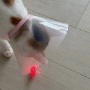 교촌치킨수진 | 2025년 8월(1) - 고양이 집사의 일상, 신도림 라마다 하객, 집들이