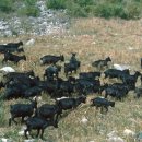 연근염소 이미지