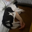 휘화찬란 이미지