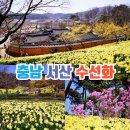 충남 서산 가볼만한곳 유기방가옥 서산 수선화축제 개화시기 이미지