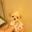 달링하이 강아지분양 창원점 이미지