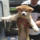 강아지본부 이미지