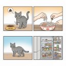 개와고양이 이미지