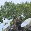 시장남자경로당 | 영흥사, 해수관음상, 심향/리딩 커피 홍보관, 한시장, 챠밍쇼, 한강 유람선(크루즈) 야경, 스파...