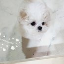 프리미엄캔넬 네이버블로그