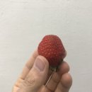 싱싱딸기 이미지
