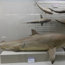 부산해양자연사박물관 이미지