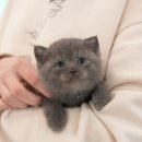 퓨어펫 강아지분양 고양이분양 울산점 | 울산고양이분양 탁월한 미유펫