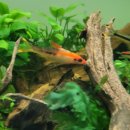 바브네이쳐 이미지