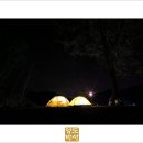 마로니에숲