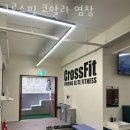 크로스핏 코알라 이미지