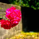 장미길코스 이미지