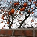 꿈동산신안공인중개사사무소 이미지