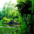 버드나무 이미지