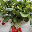 빨간산농장 | 인천 계양구 산모퉁이농원에서 딸기 체험과 놀이시설에서 신나게 놀기