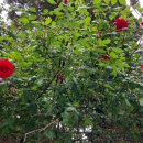 카드로 힐링하는 타로 이미지