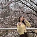 농어민체육센터 자전거 보관소 | 서울숲 벚꽃 실시간 상황🚨 벌써 40% 개화?! (feat. 주말 비소식 ㅠㅠ)| 3/30 방문