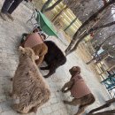 애니멀랜드 이미지