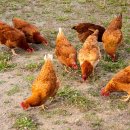 비호축산 이미지