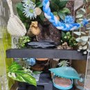 두몽언니 | 토케이게코 사육장! 플랜테갤러리 올인원 후기