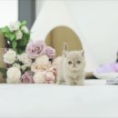 고양이라서 행복해 이미지